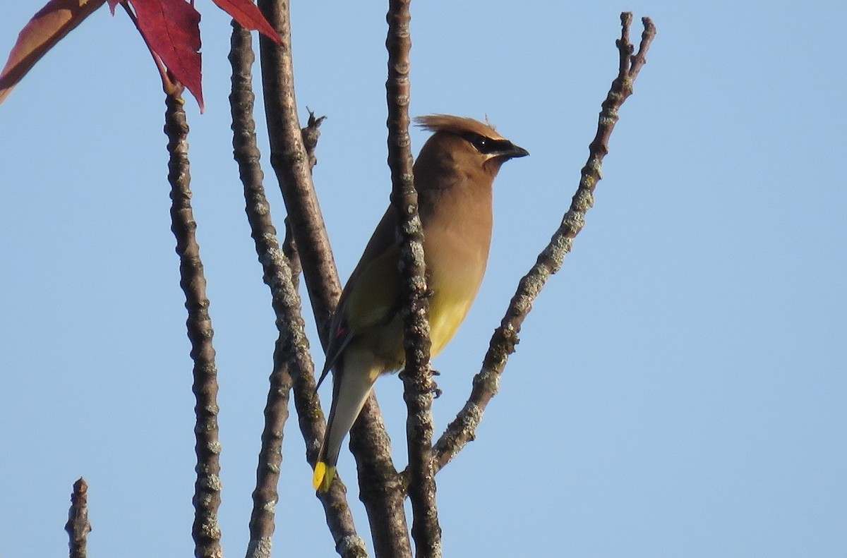 Cedar Waxwing - ML623728400