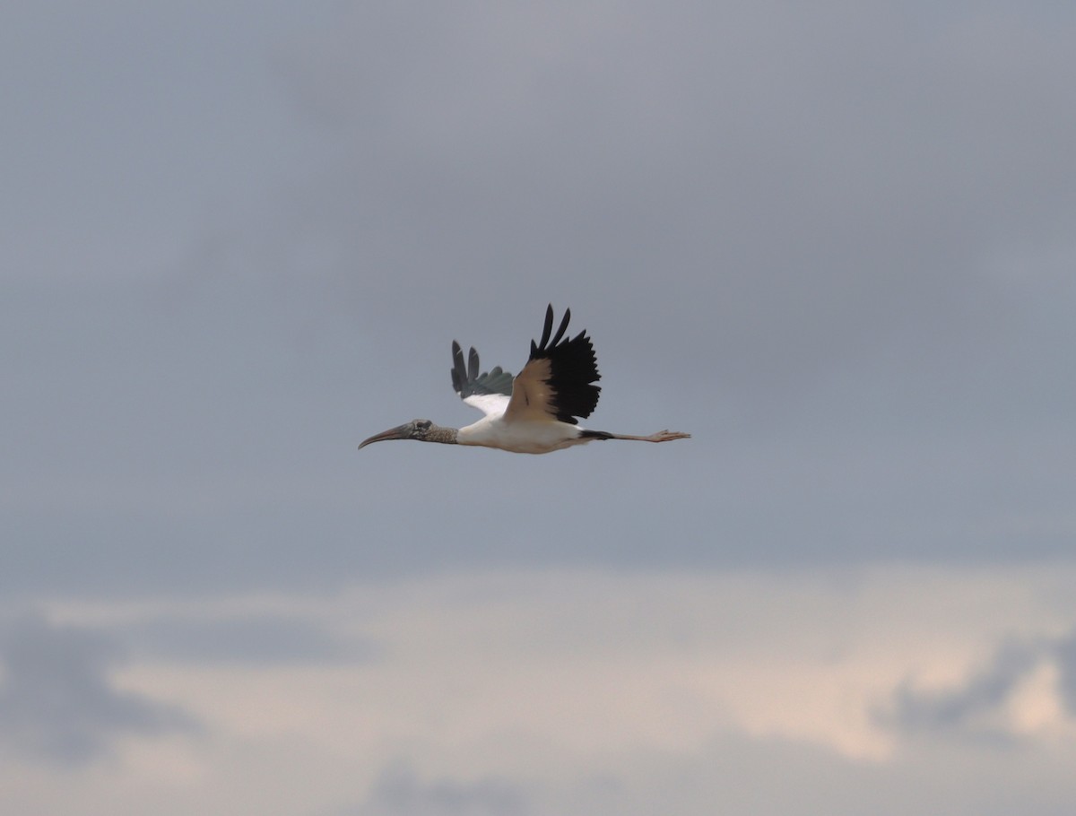 Wood Stork - ML623728448