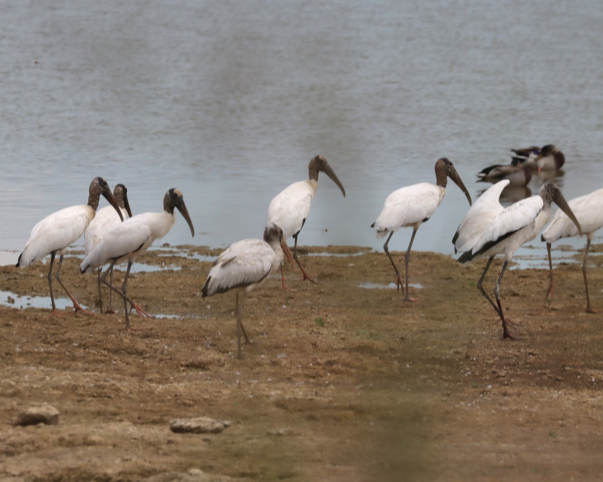 Wood Stork - ML623728453