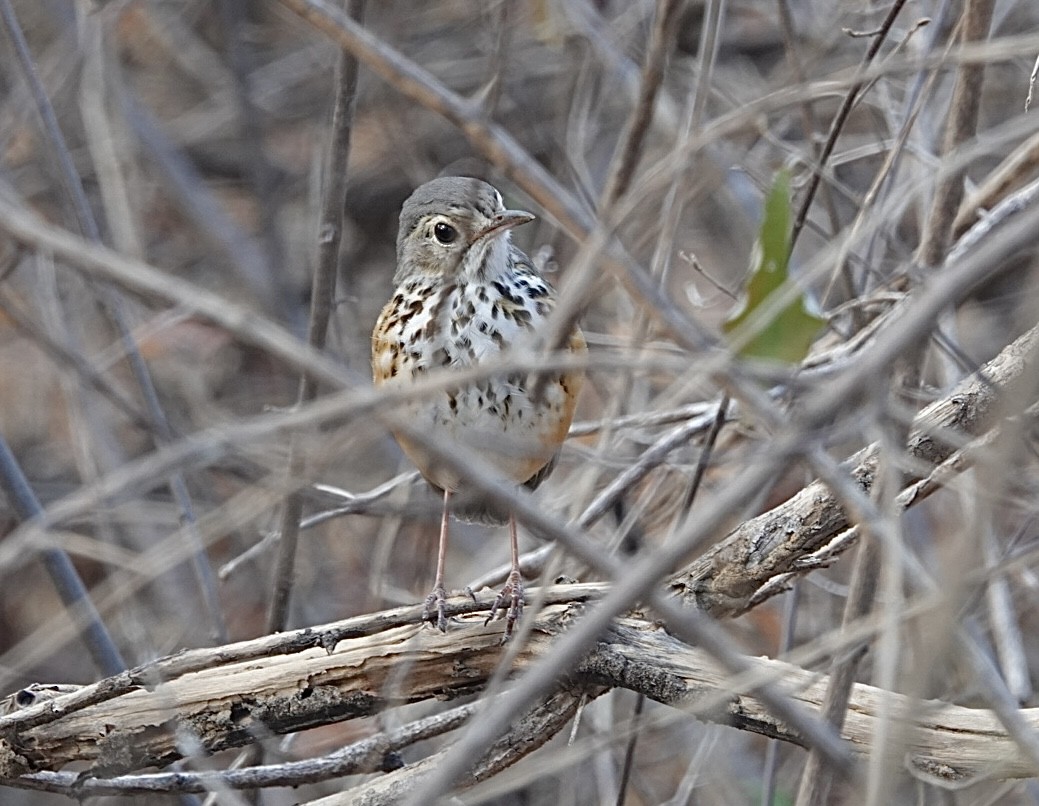 White-browed Antpitta - ML623728488