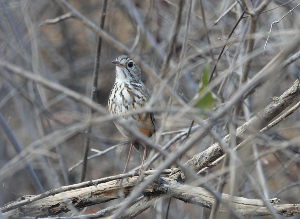 White-browed Antpitta - ML623728489