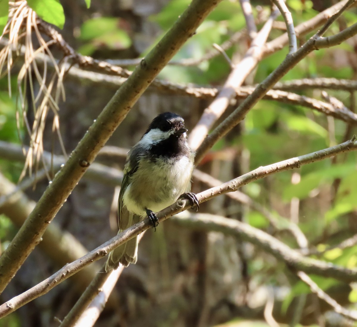 Black-capped Chickadee - ML623728509