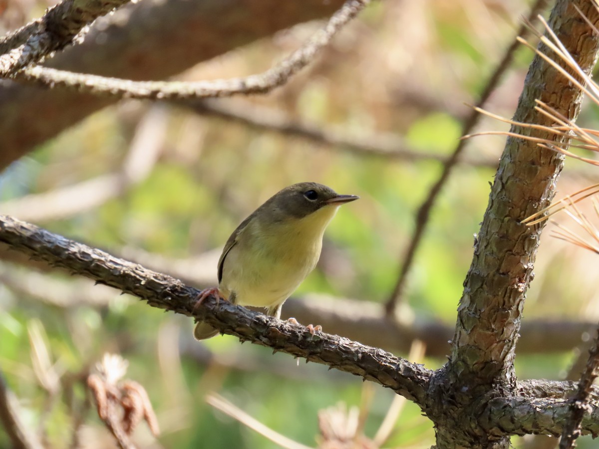 Common Yellowthroat - ML623728518