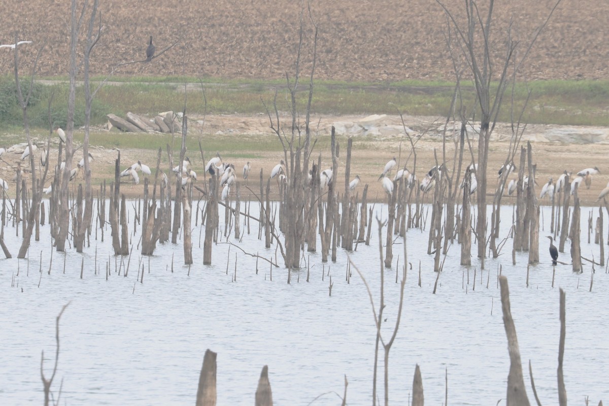 Wood Stork - ML623728546