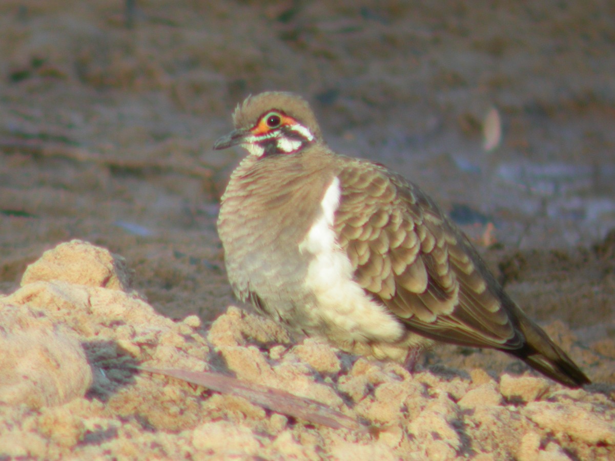 Squatter Pigeon - ML623728584