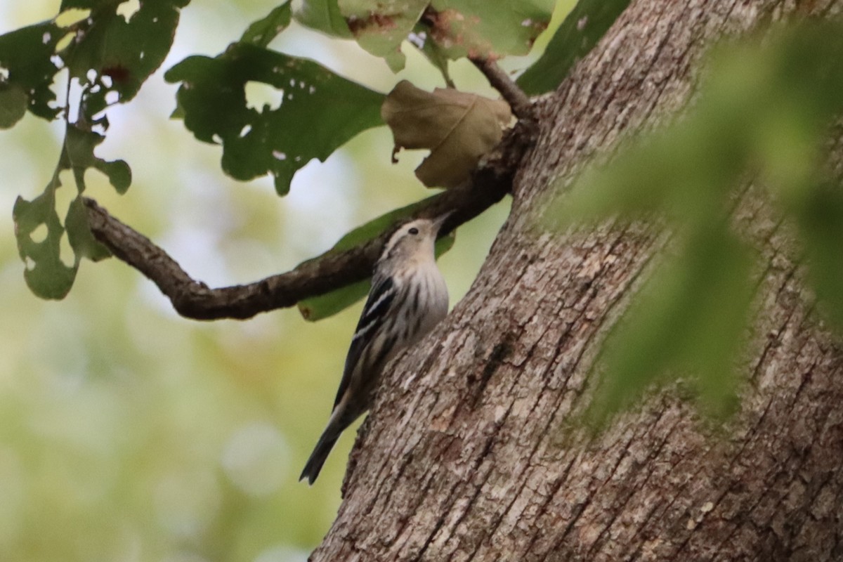 Black-and-white Warbler - ML623728624