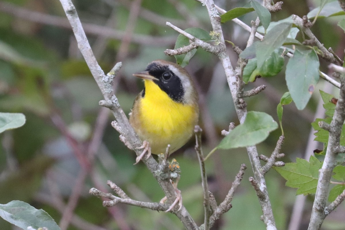 Common Yellowthroat - ML623728647