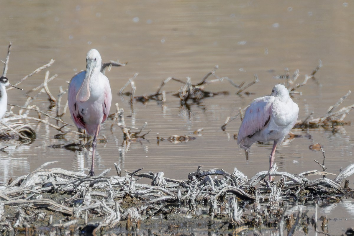 Roseate Spoonbill - ML623728798