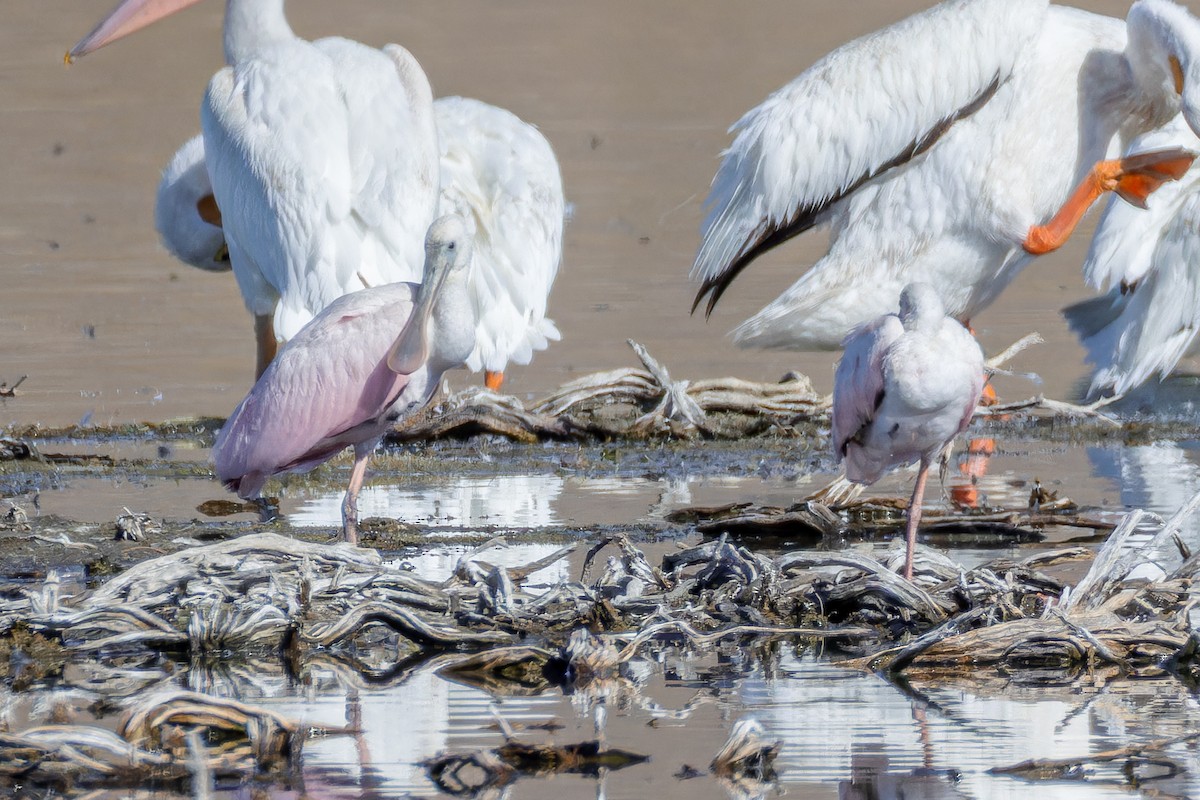 Roseate Spoonbill - ML623728799