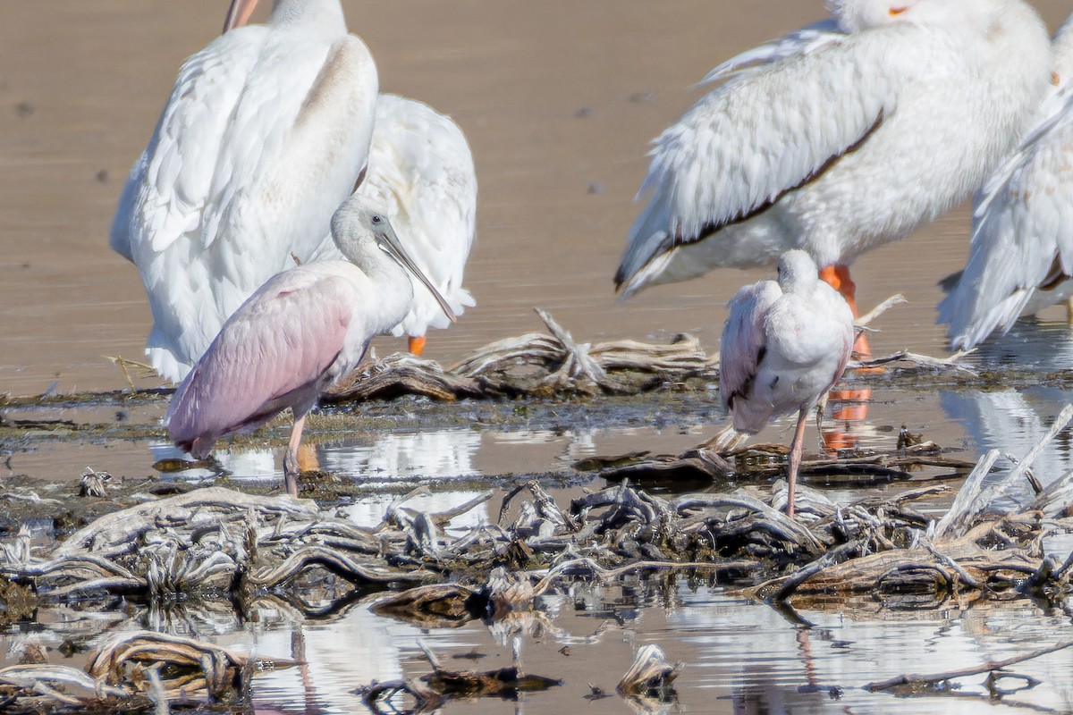 Roseate Spoonbill - ML623728800