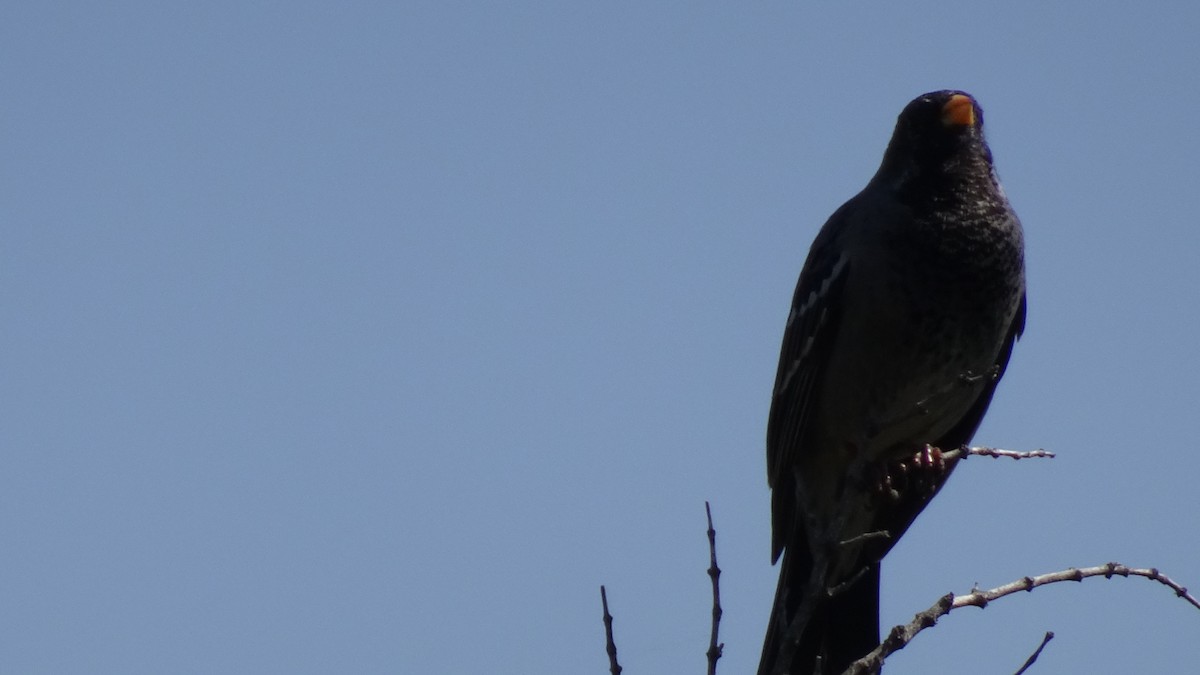 Mourning Sierra Finch - Marco Antonio Guerrero R.