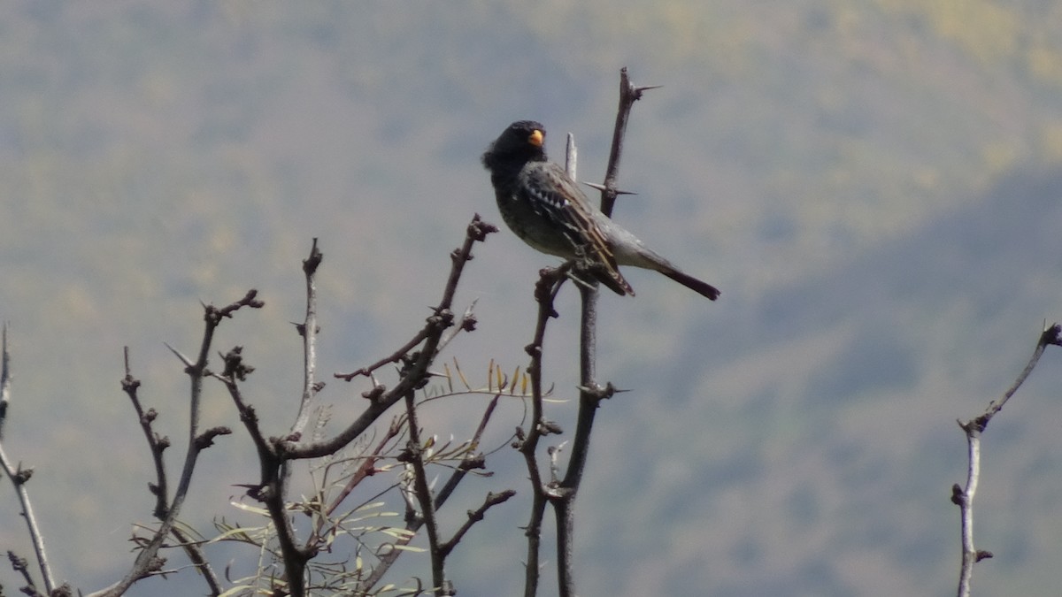 Mourning Sierra Finch - ML623728920