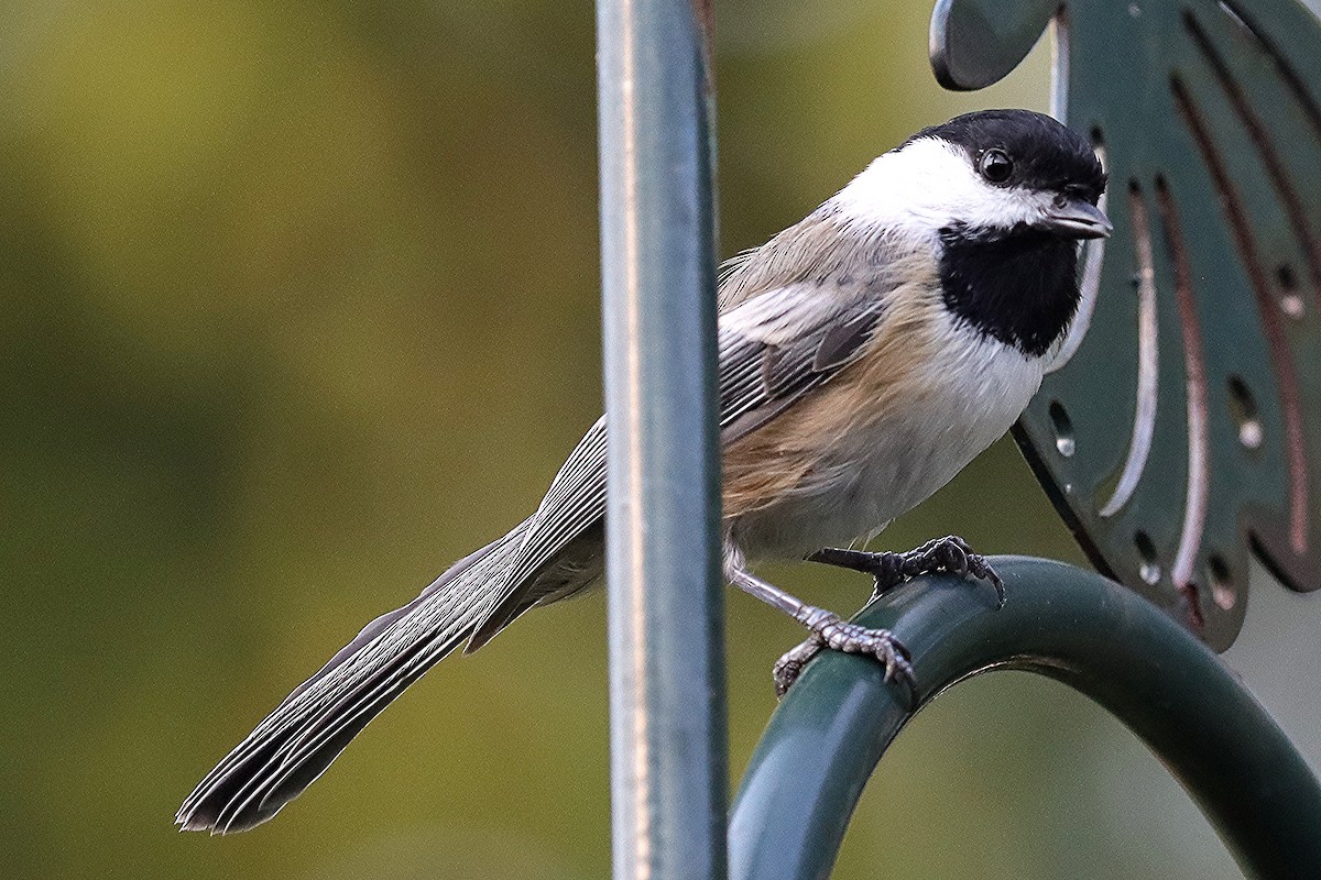 Black-capped Chickadee - ML623728931