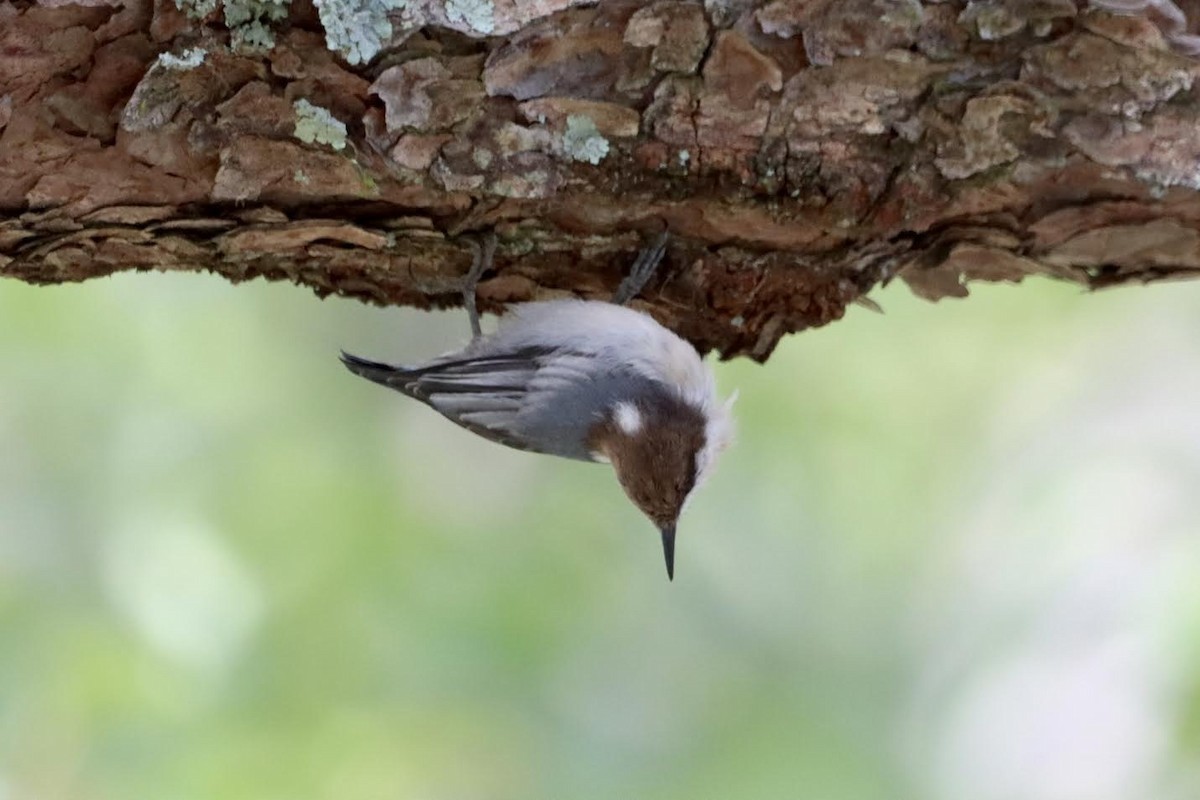 Brown-headed Nuthatch - ML623728936