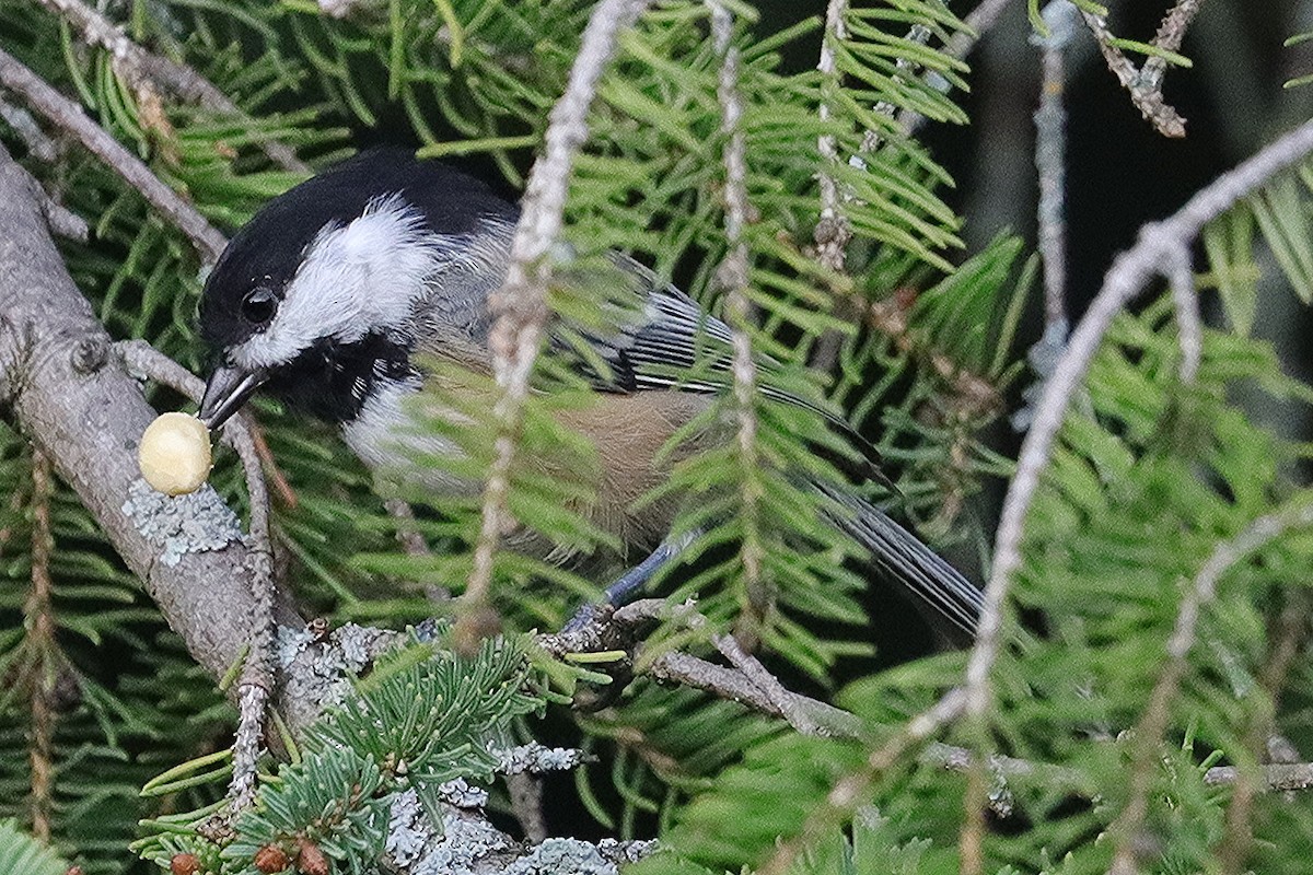 Black-capped Chickadee - ML623728943