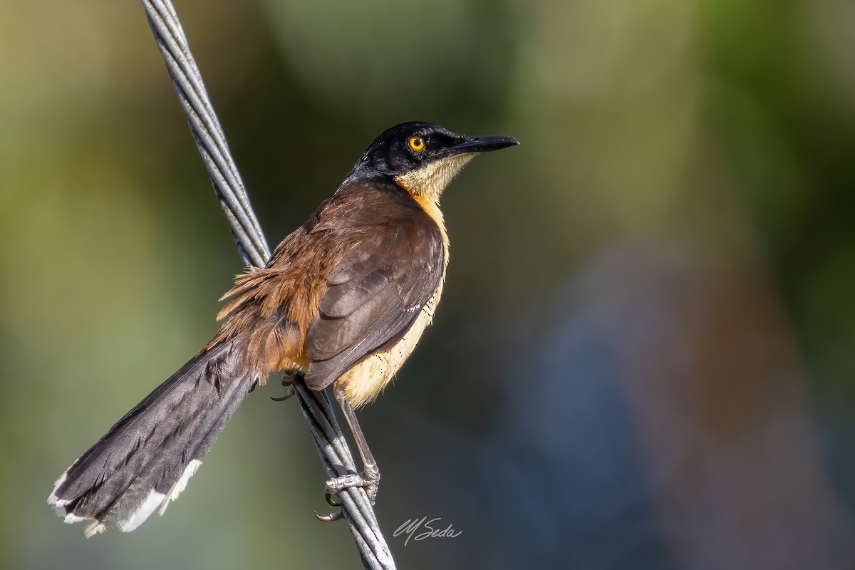 Black-capped Donacobius - ML623728950