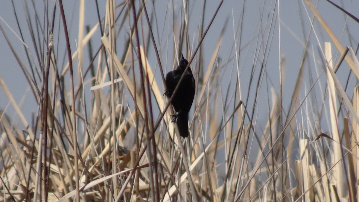 Yellow-winged Blackbird - Marco Antonio Guerrero R.