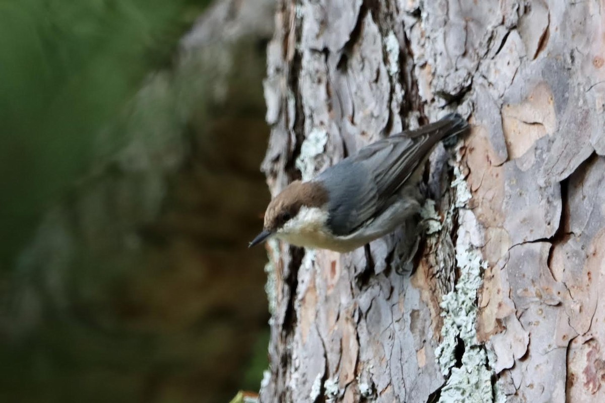 Brown-headed Nuthatch - ML623728969