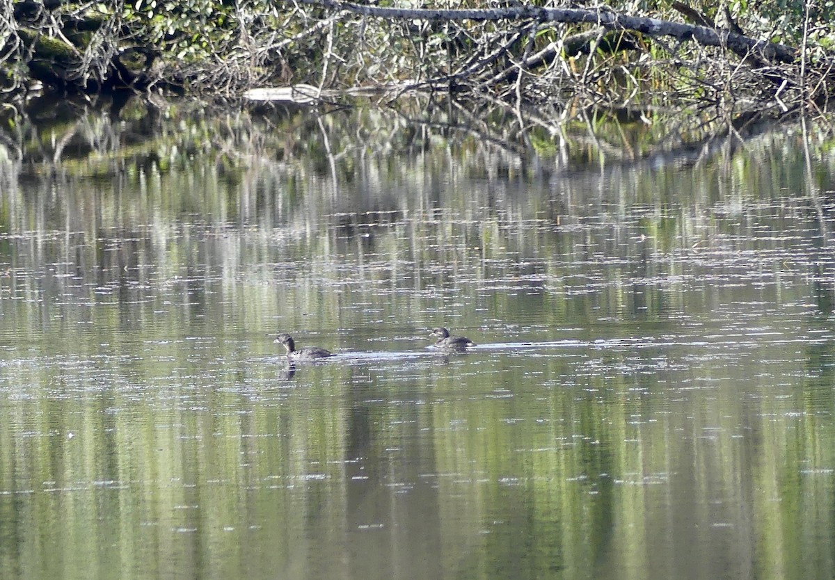 Pied-billed Grebe - ML623728970