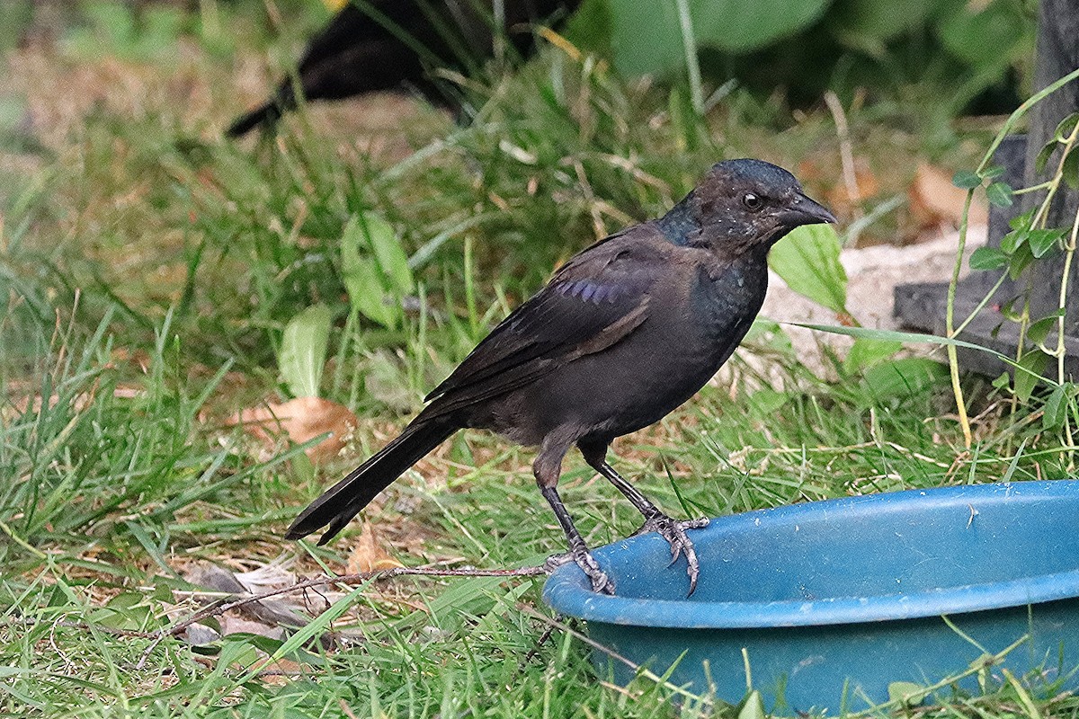 Common Grackle - ML623728972