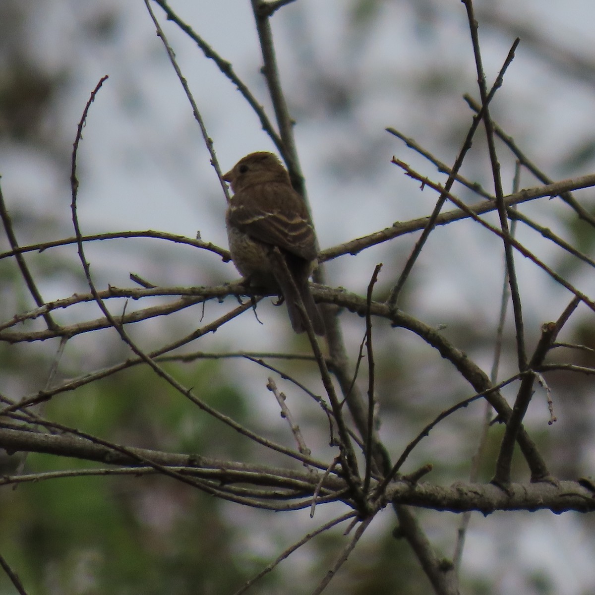 Lazuli Bunting - ML623728974