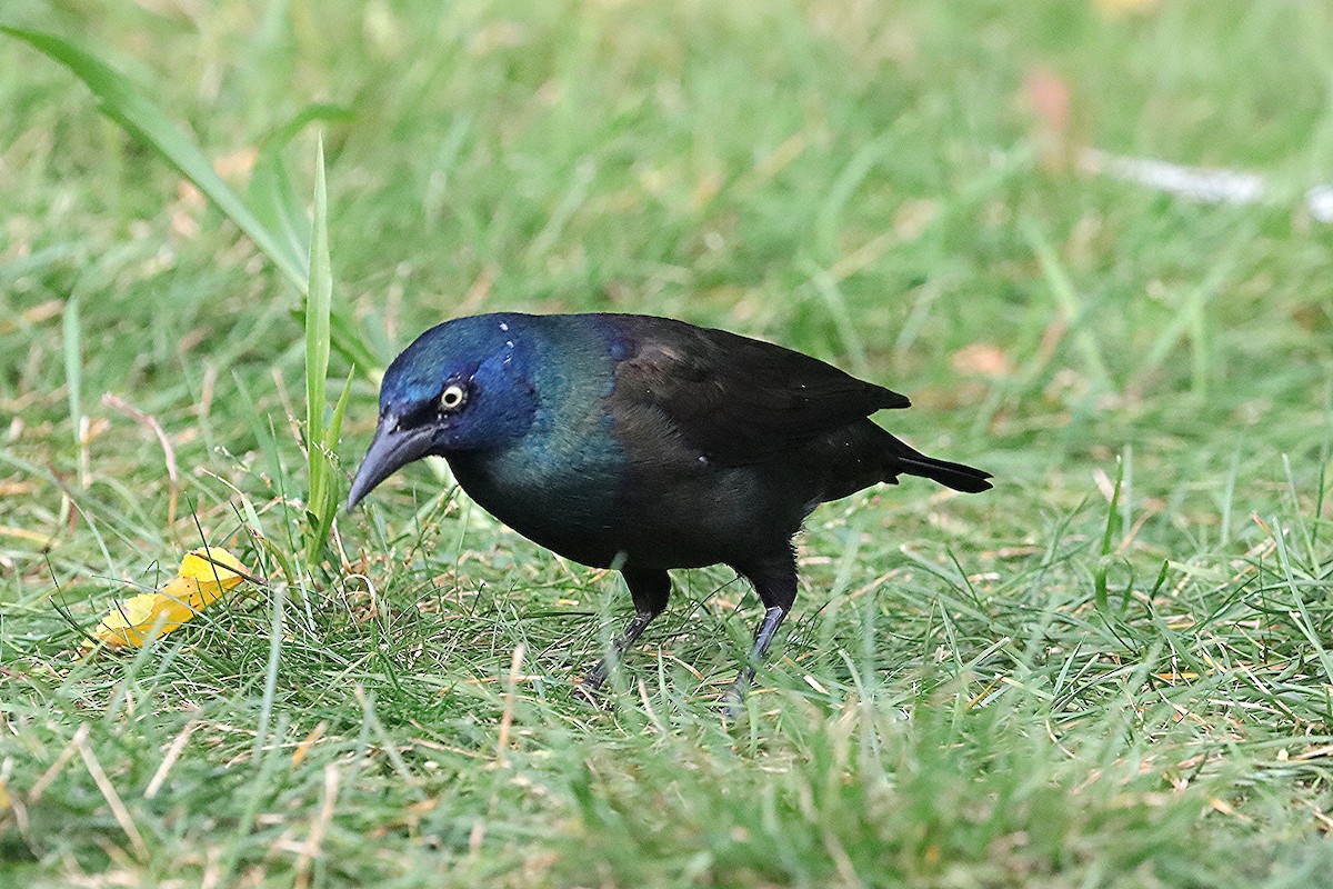 Common Grackle - Ron and Linda (Tozer) Johnston