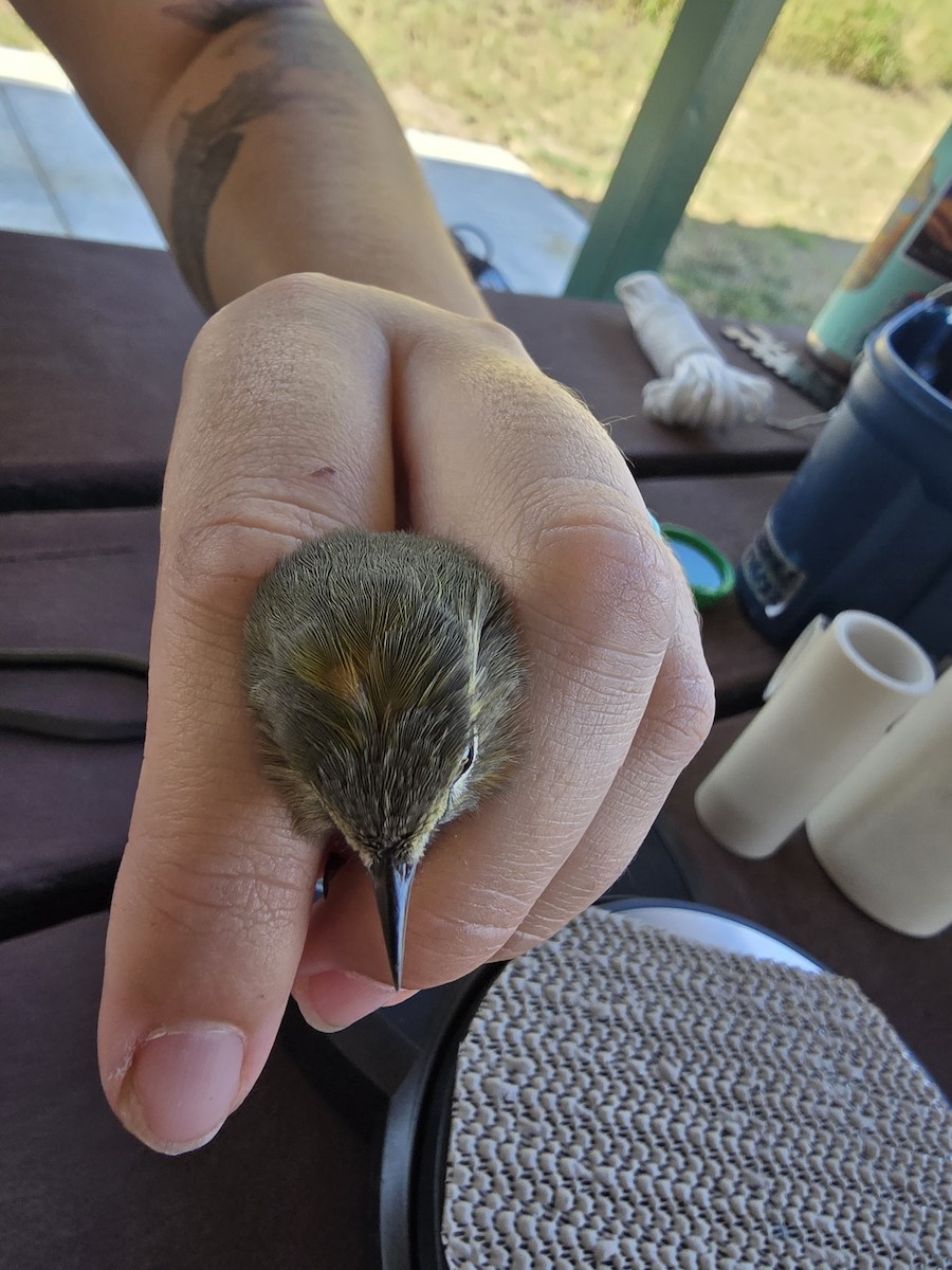Orange-crowned Warbler (celata) - ML623728977