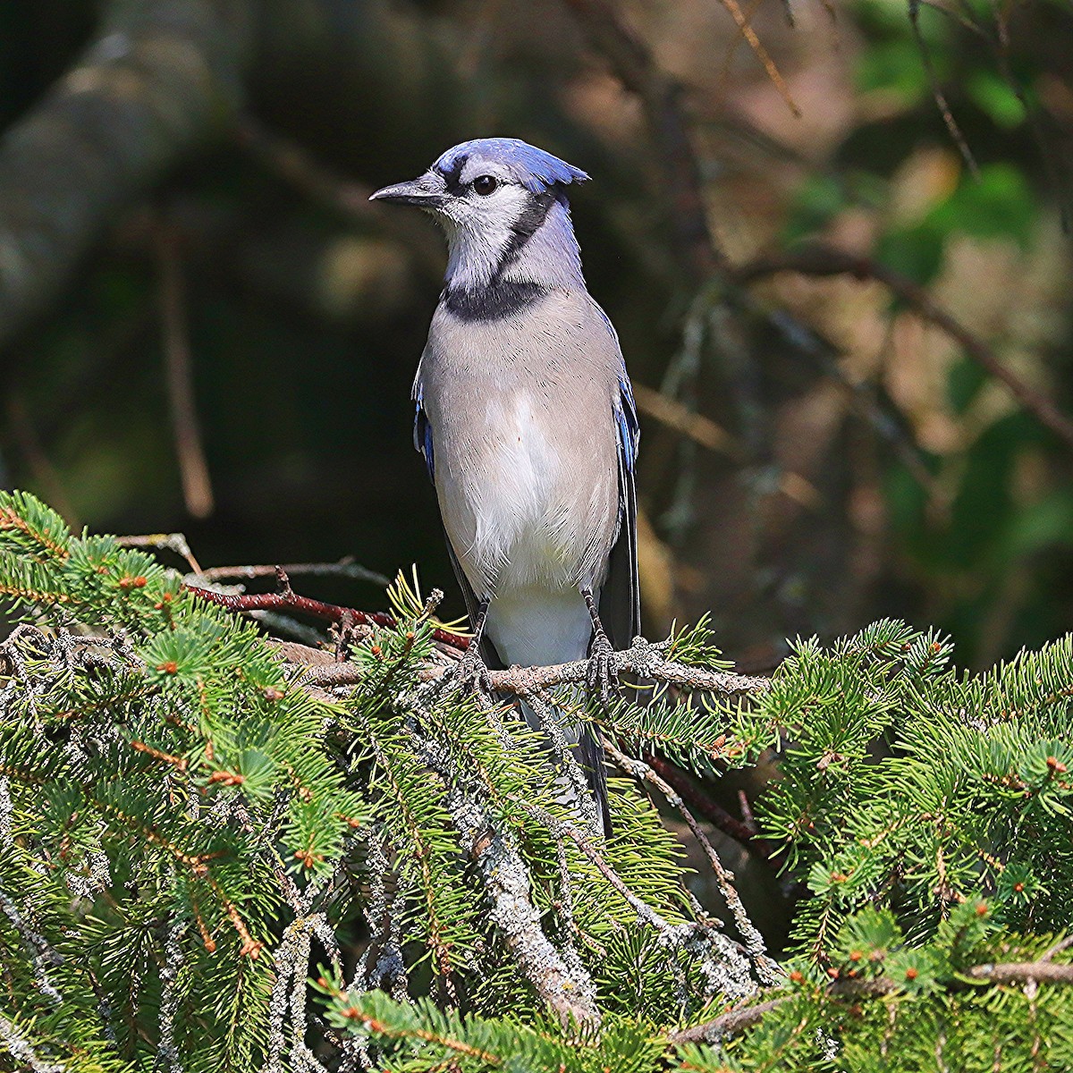 Blue Jay - ML623728983