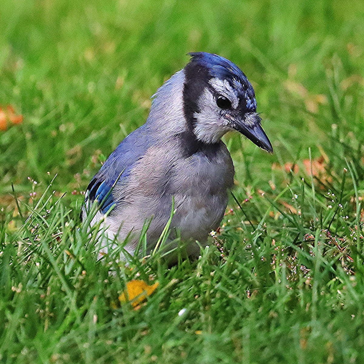 Blue Jay - ML623728987