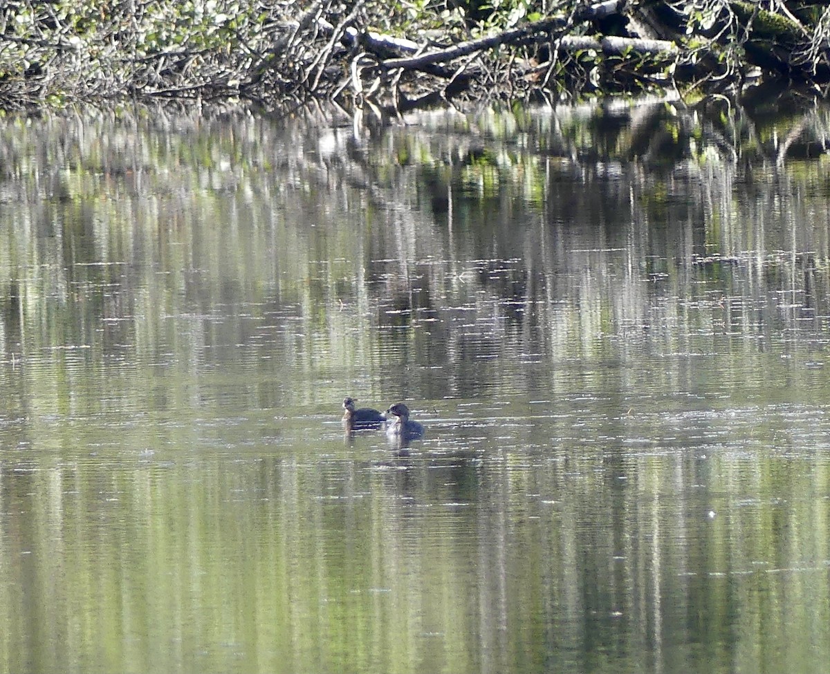 Pied-billed Grebe - ML623728991