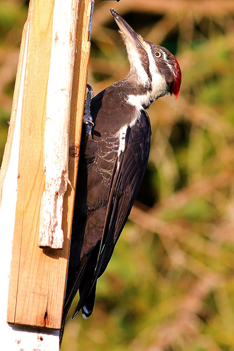 Pileated Woodpecker - ML623728995