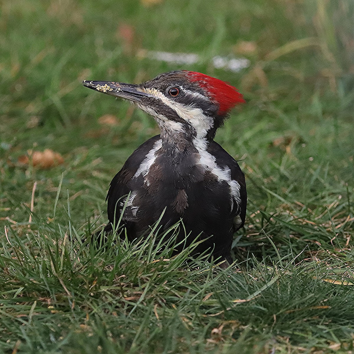 Pileated Woodpecker - ML623728999