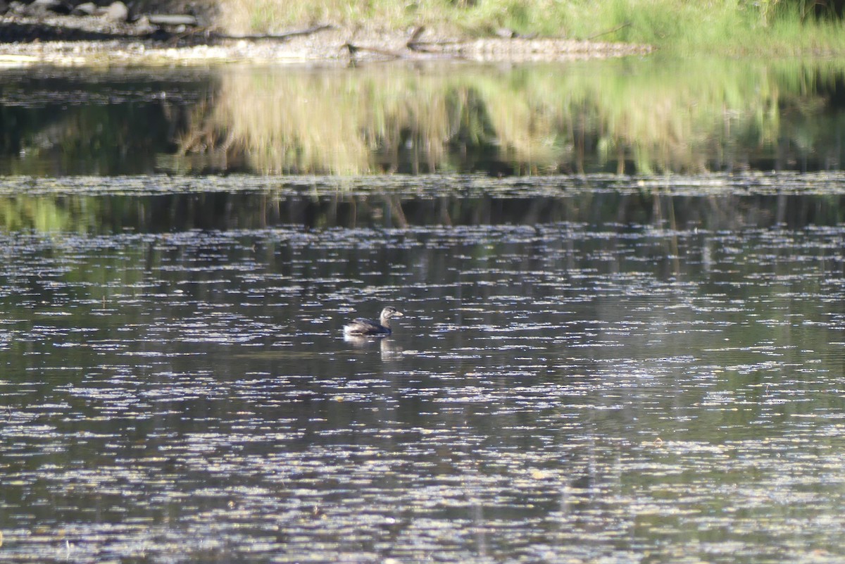 Pied-billed Grebe - ML623729012