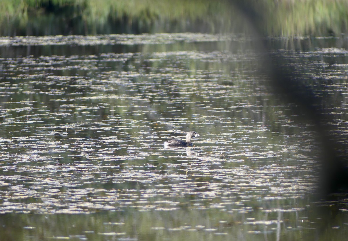 Pied-billed Grebe - ML623729030