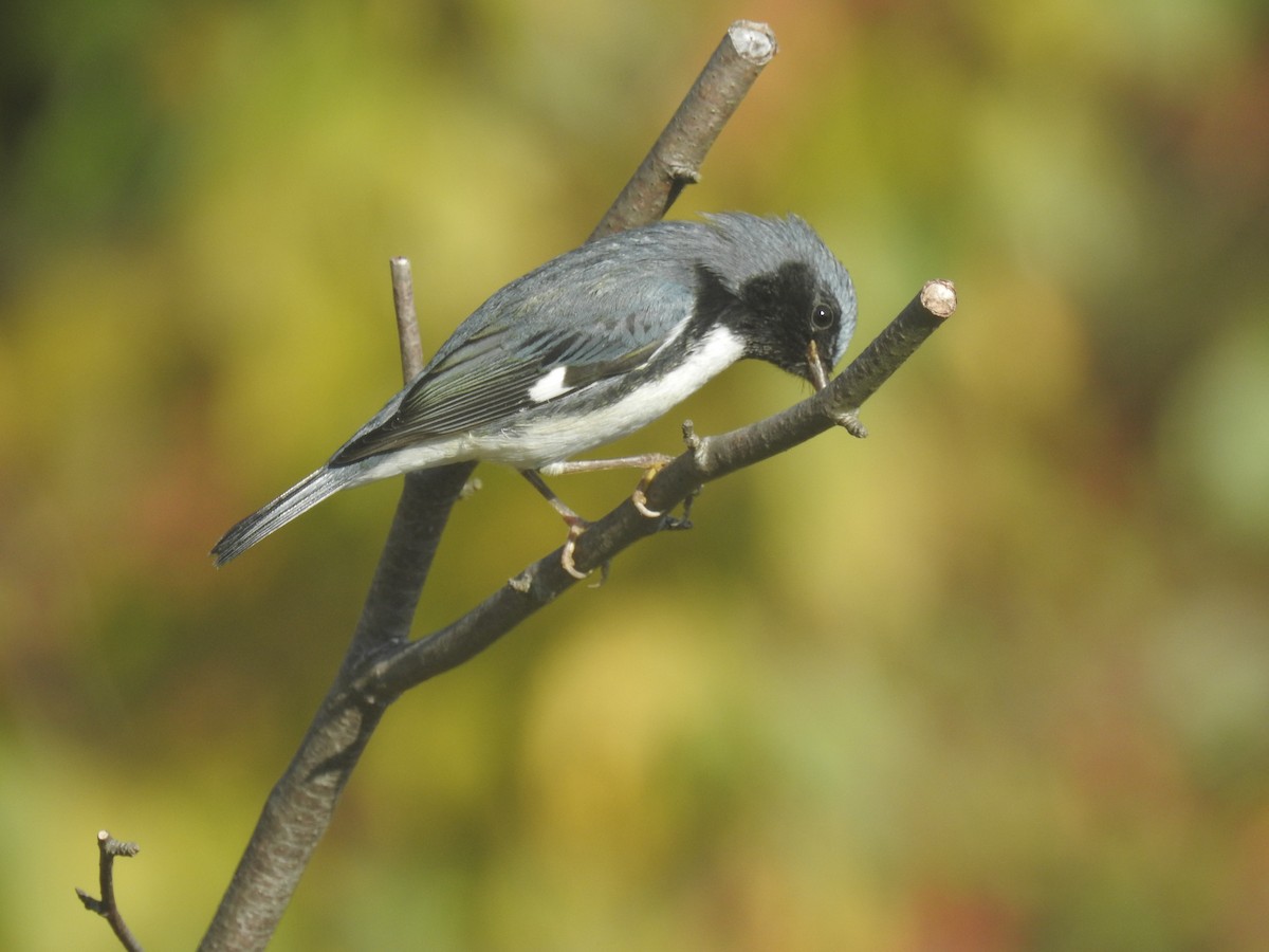 Black-throated Blue Warbler - ML623729038