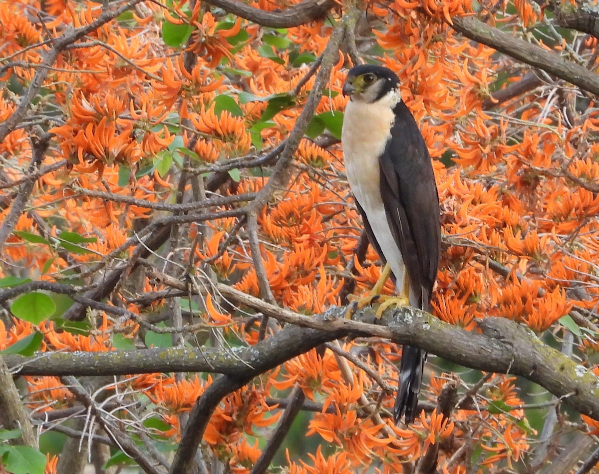 Collared Forest-Falcon - ML623729045