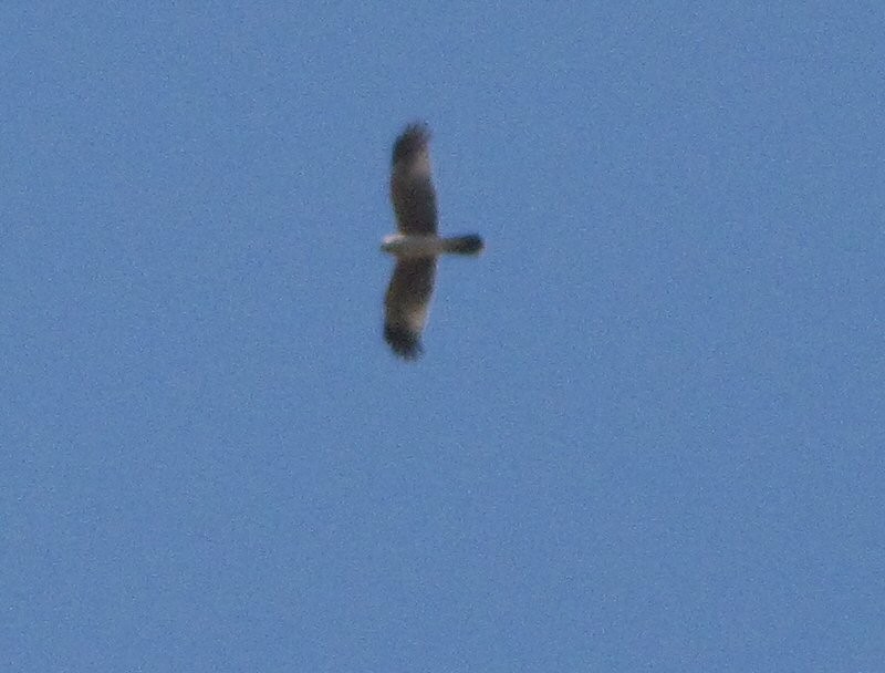 Spotted Harrier - ML623729074