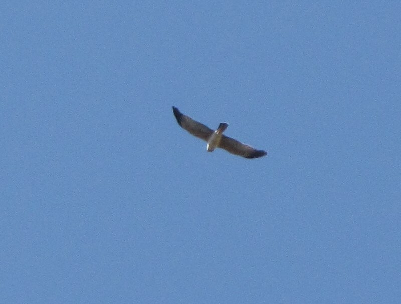 Spotted Harrier - ML623729076