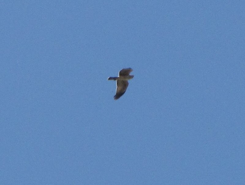 Spotted Harrier - ML623729077