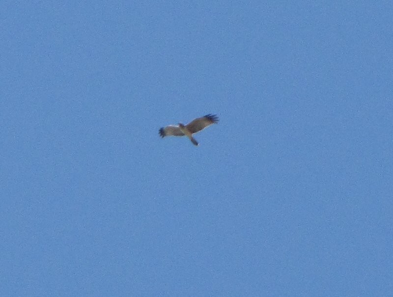 Spotted Harrier - ML623729078