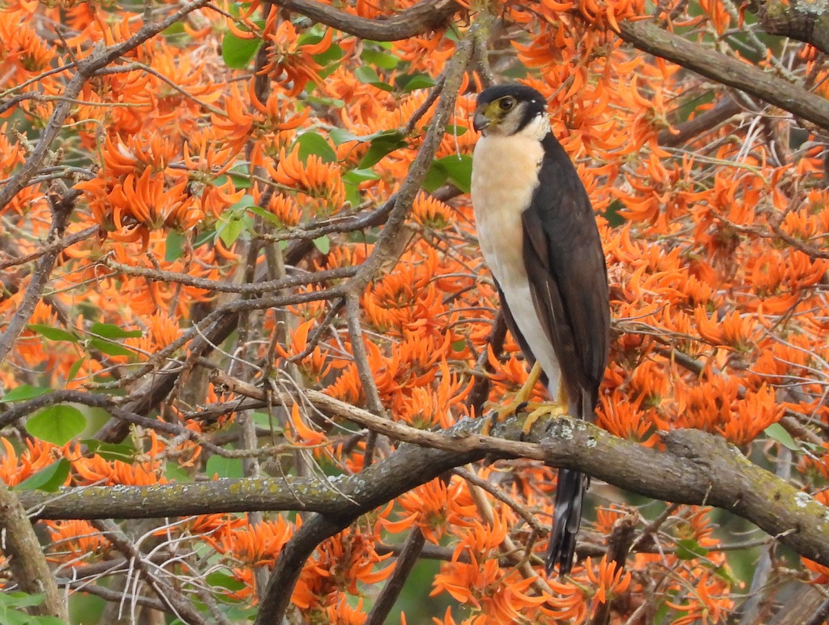 Collared Forest-Falcon - ML623729093