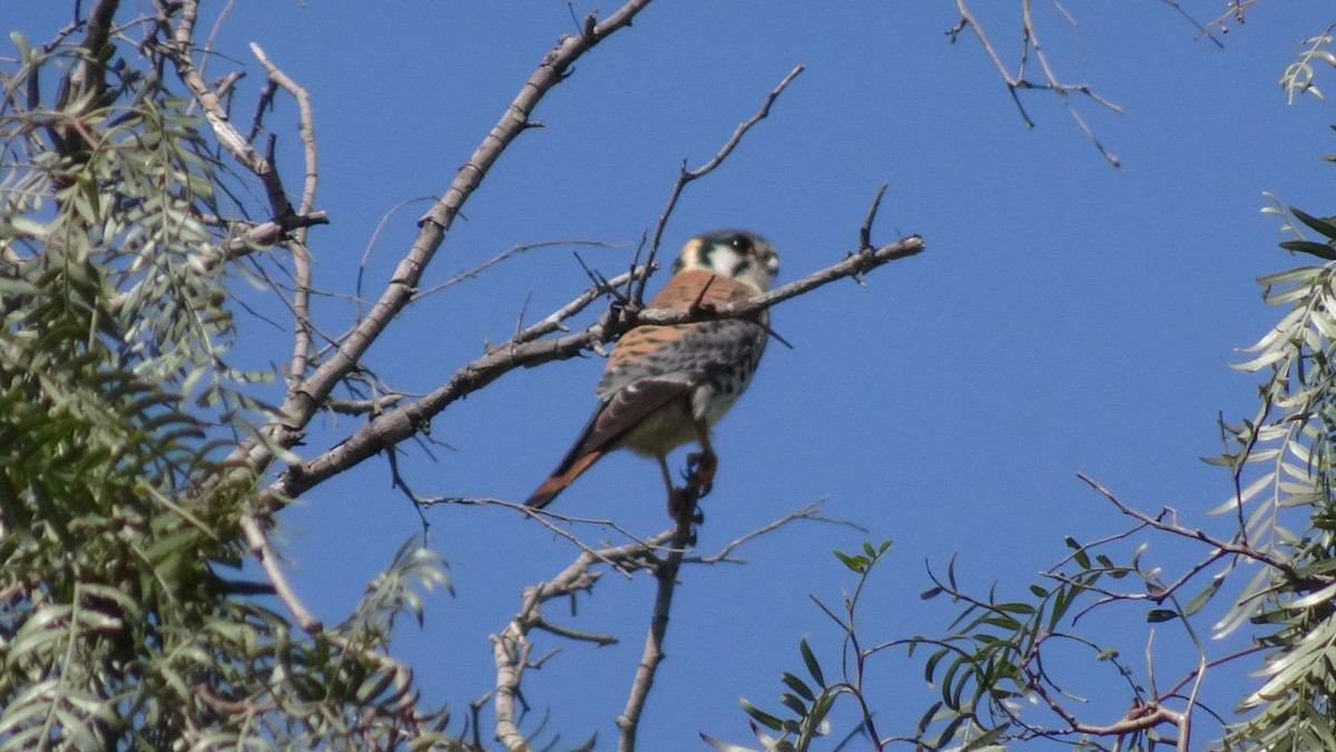 アメリカチョウゲンボウ - ML623729104