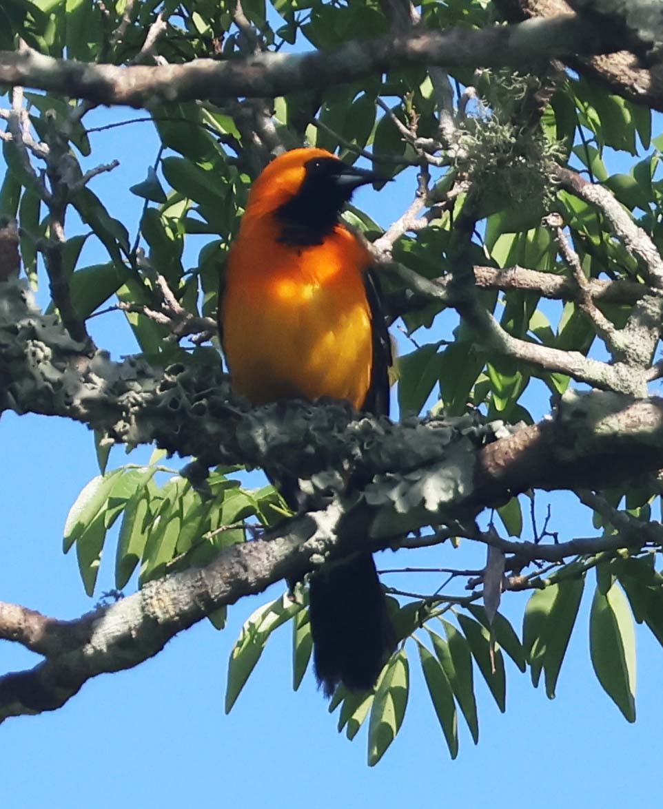 Hooded Oriole - ML623729107