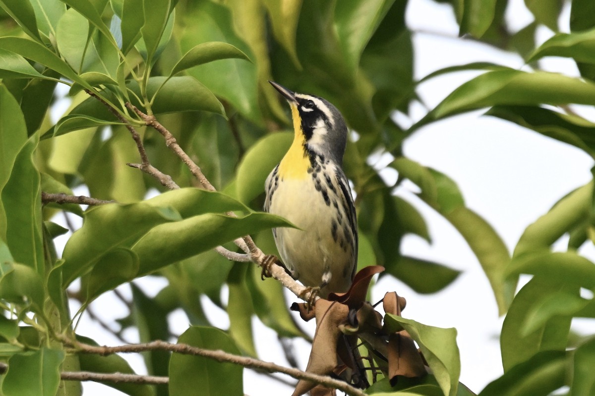 Yellow-throated Warbler - Simon Artuch