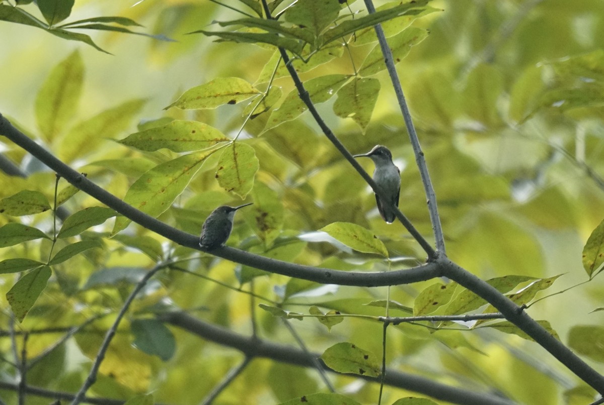 Ruby-throated Hummingbird - ML623729115