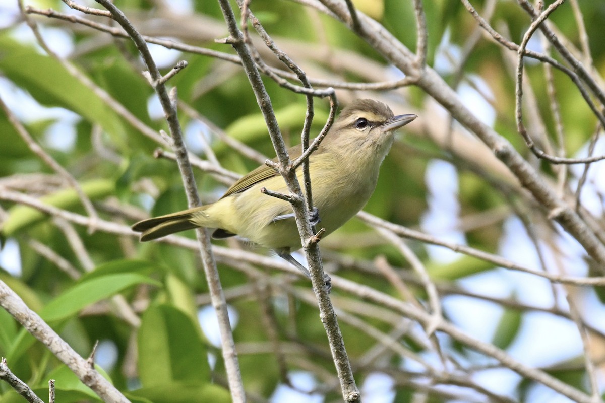 Yucatan Vireo - ML623729125