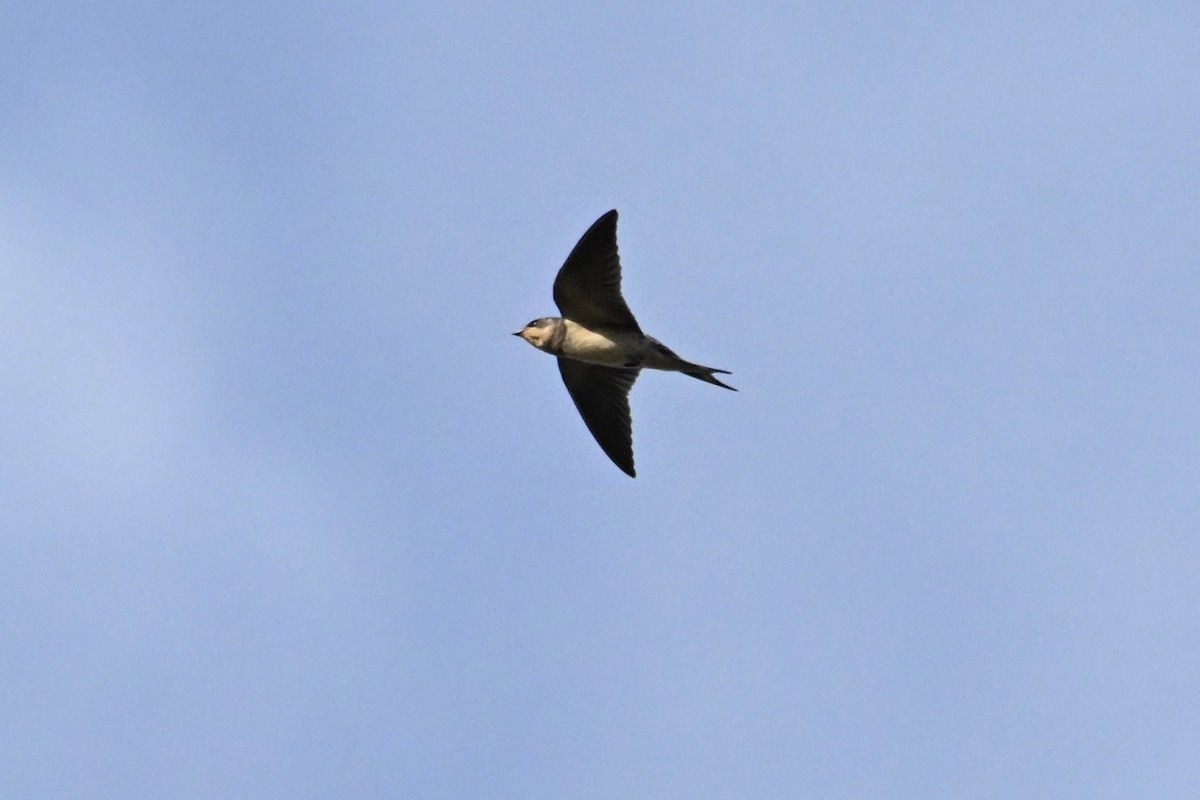 Barn Swallow - ML623729133