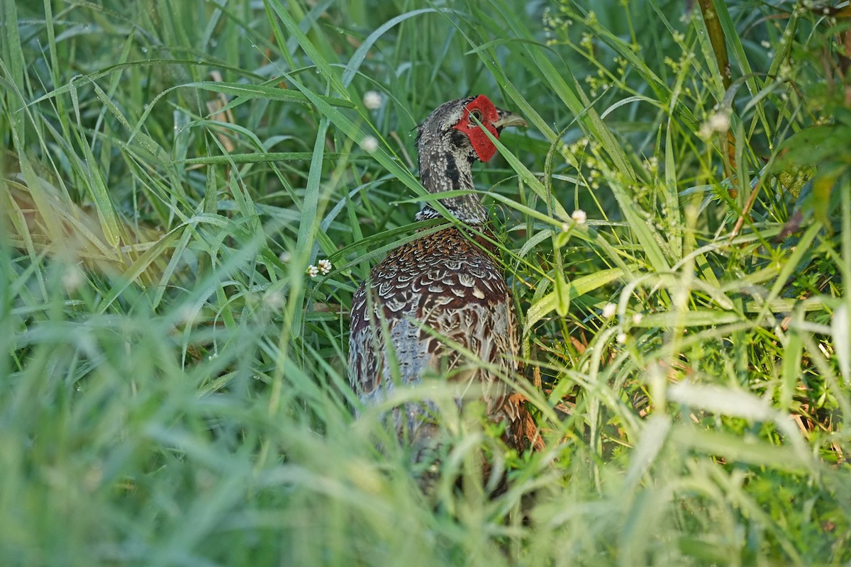 ub. fasan (Phasianidae sp.) - ML623729135