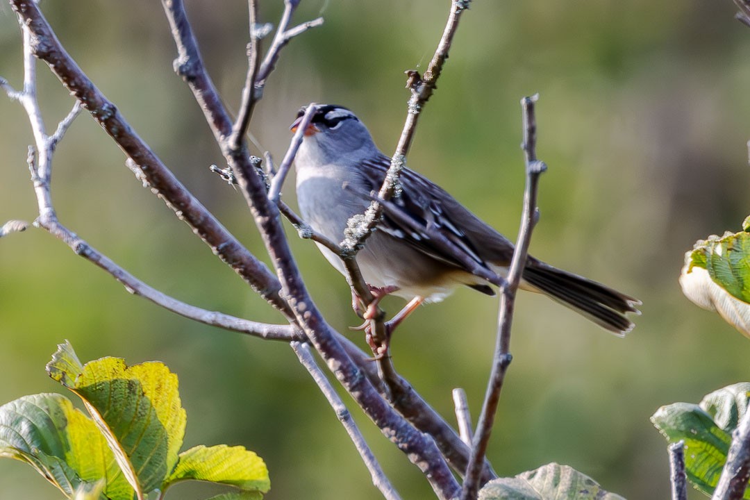 White-crowned Sparrow - ML623729152