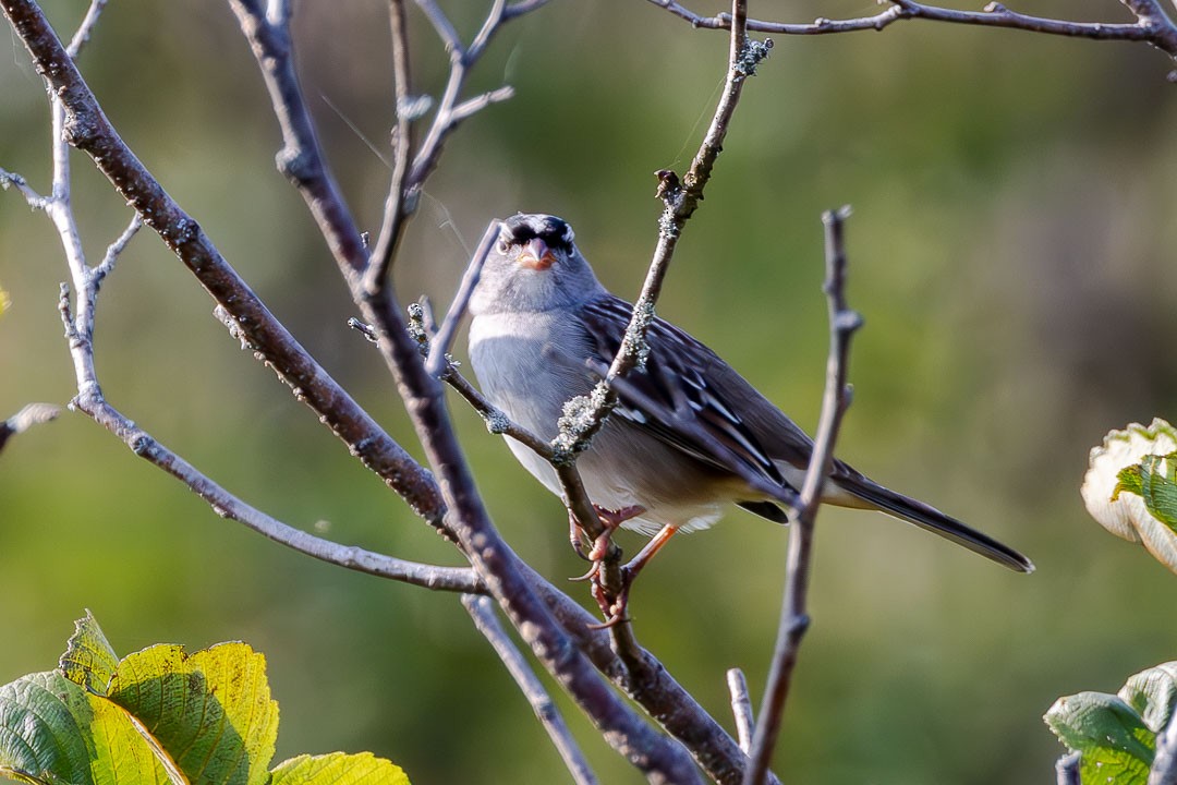 White-crowned Sparrow - ML623729153